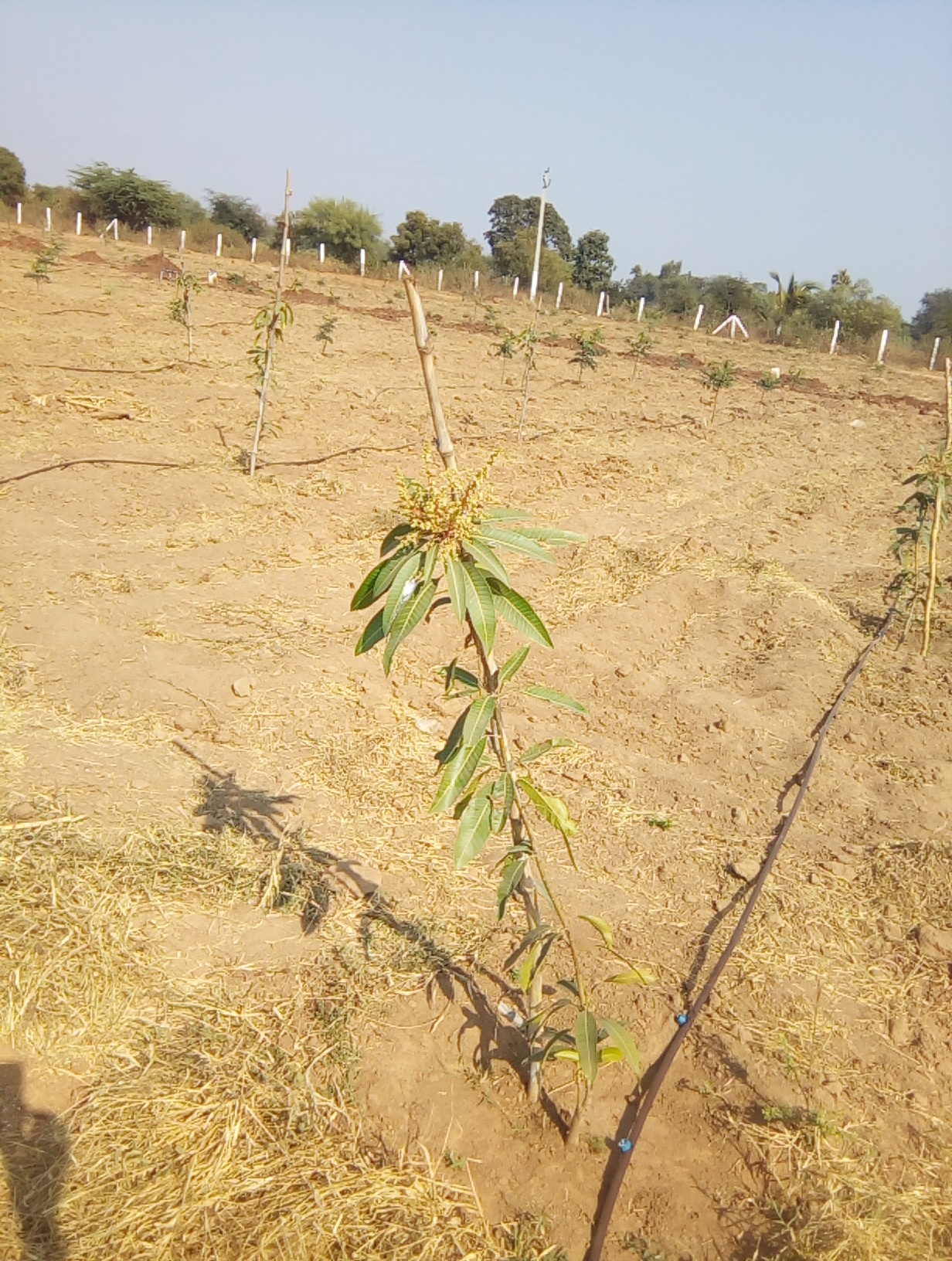 Farm Acers