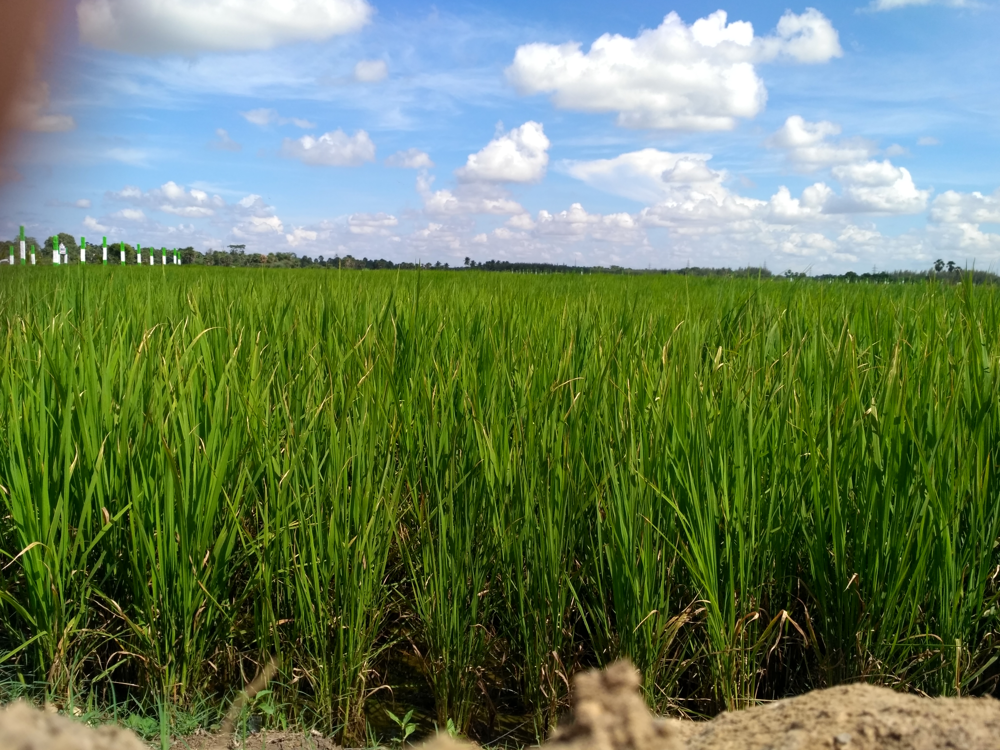 pasumai pannai nilam